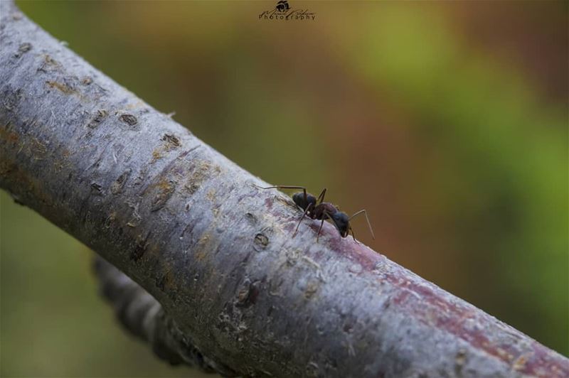 صباح الخير 🐜🍃 chouf  macros  macro_x  macrophotography  lebanon  beirut...