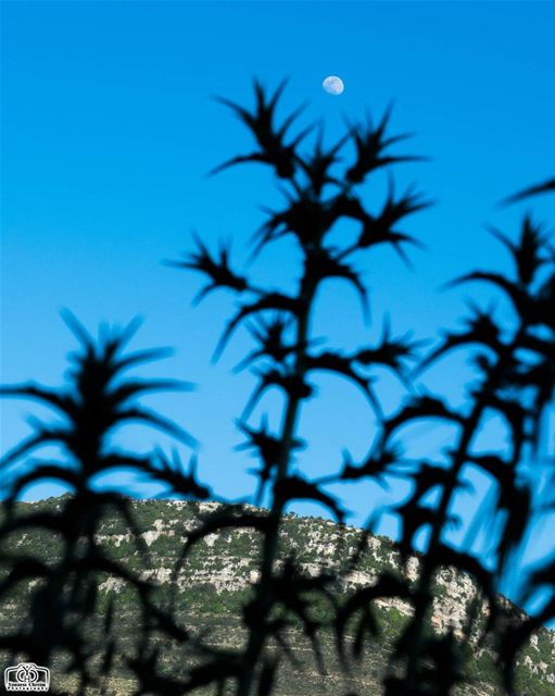 صباح الخير 🌝🌵 moon  nature  sky  lebanon  southlebanon ...