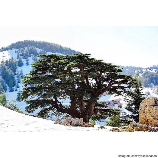 صباح الخير من أرز الباروكCredits to @f.rostom lebanon  barouk  chouf ... (Arz el Bâroûk)