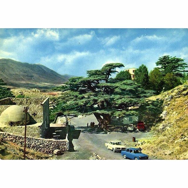 صباح الخير من الارز عام ١٩٦٦ ،
