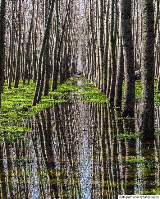 صباح الخير من بستان الحر Credits @ahmad_halablab・・・A reflection of the... (Bestenelhor)