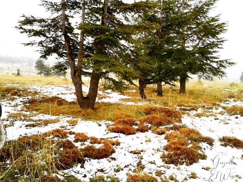 صباح الخير من جبال الأرز 😍Photo taken by @wassim_et_graziella・・・... (El Arz, Liban-Nord, Lebanon)