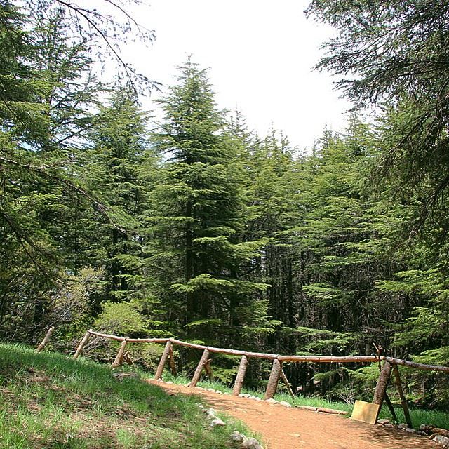 صباح الخير من ربوع غابة الأرز.Photo at al Barouk natural reserve. ... (Bâroûk, Mont-Liban, Lebanon)