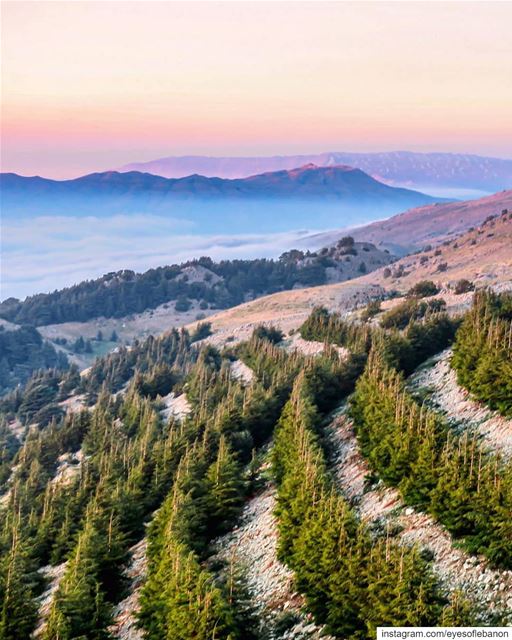 صباح الخير من عين زحلتا - الشوفGood morning from Chouf 😍Credits to @elia (Shouf Cedar Ain Zhalta)