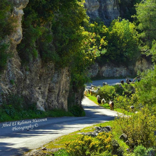 صباح الخير من عيون السمك 💚💚💚  LiveLoveMinieh  LiveLoveWaterfalls ... (Ouyoun El Samak Waterfalls)