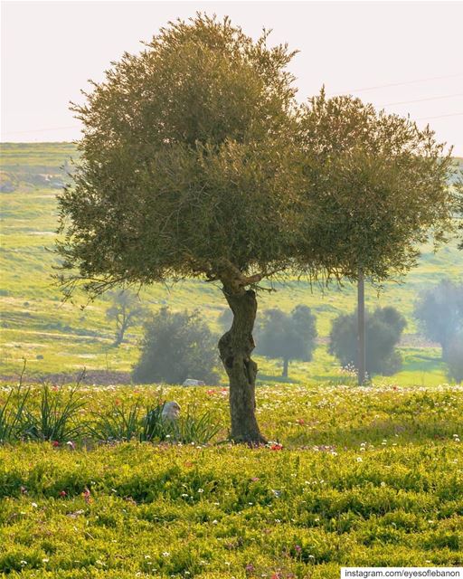 صباح الخير من قضاء النبطيةCredits to @mahdifad・・・ spring southern... (Nabatieh Governorate)