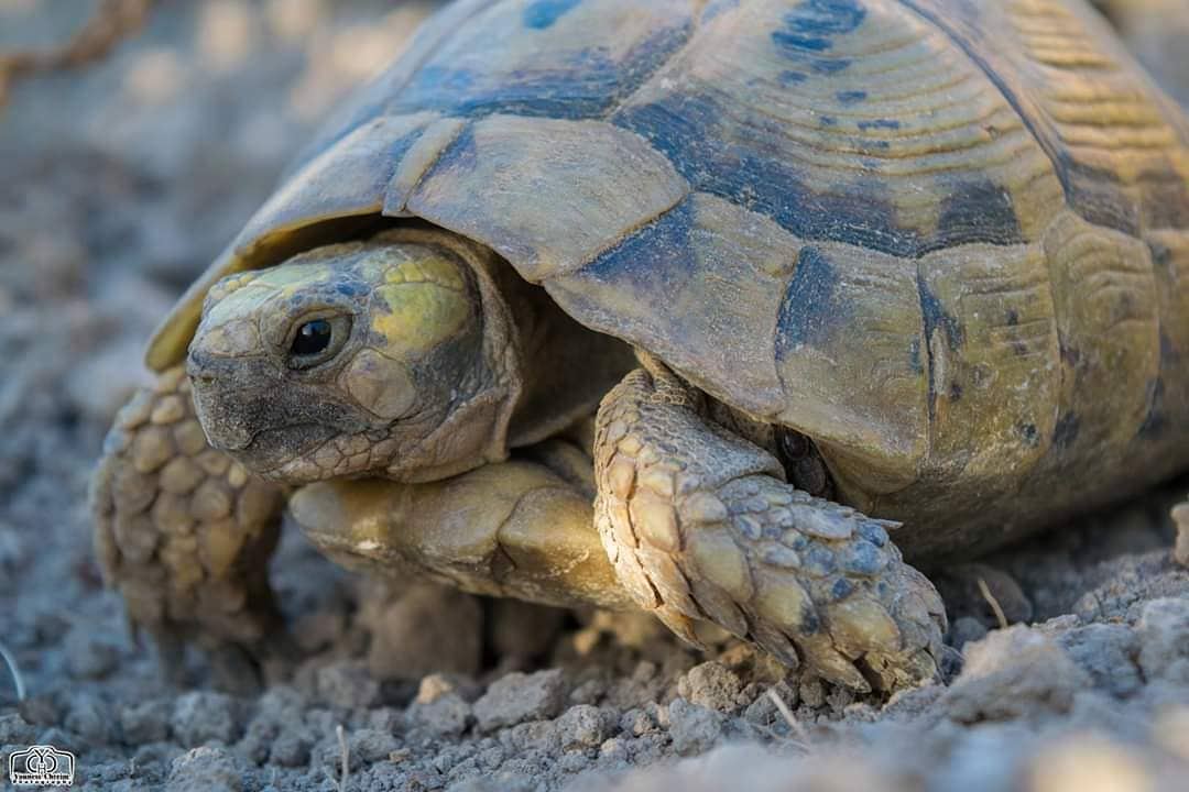 صباح النشاط 🐢 tortoise  nature  tortoisephotography  lebanon ...