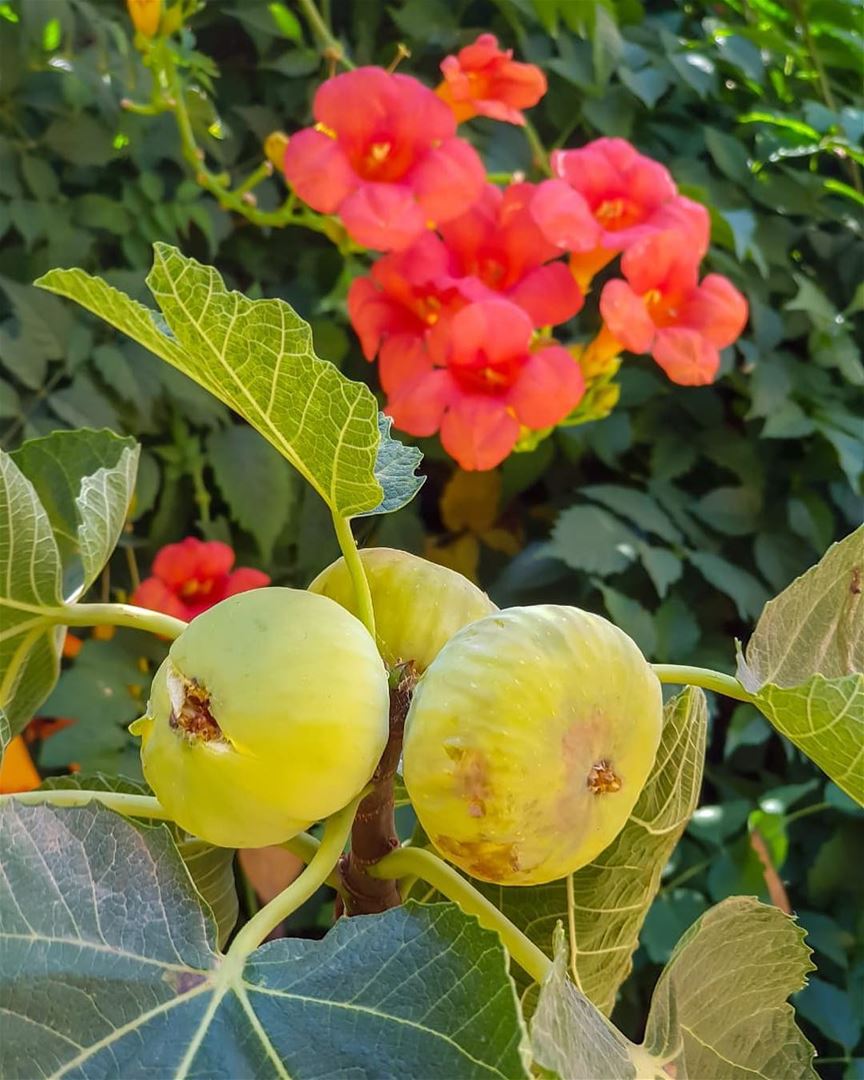 صباح الورد والتين 😋.... zahleh zahle lebanon figs flowers fresh... (Zahlé, Lebanon)