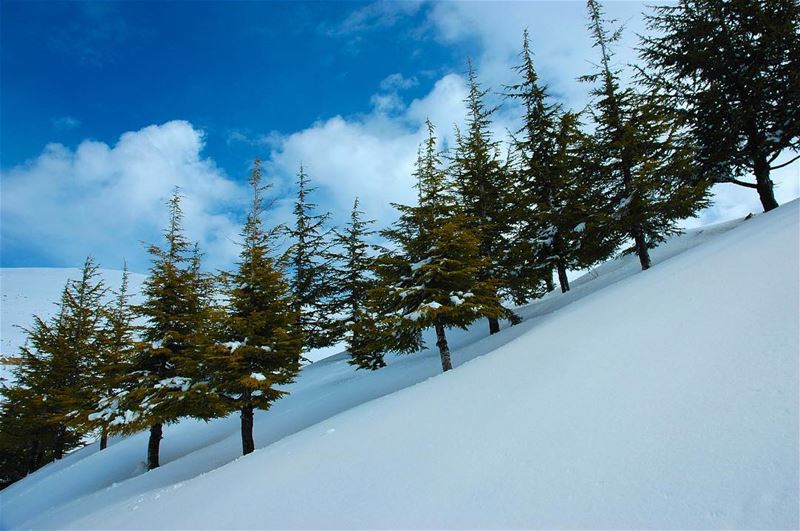  صباح_الخير  صباح  مميز ل صورة قريبة إلى قلبي ..  لبنان فاريا ثلج تصويري ار (Lebanon)