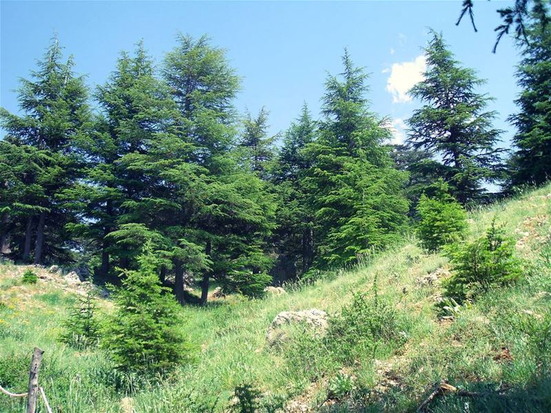  صباحو Bonjour GOODMORNING BuenosDias... (Cedars of God)