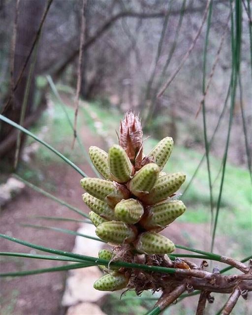صنوبر جبلنا. spotlight  biospherereserve  biodiversity  unesco ... (Jabal Moussa)