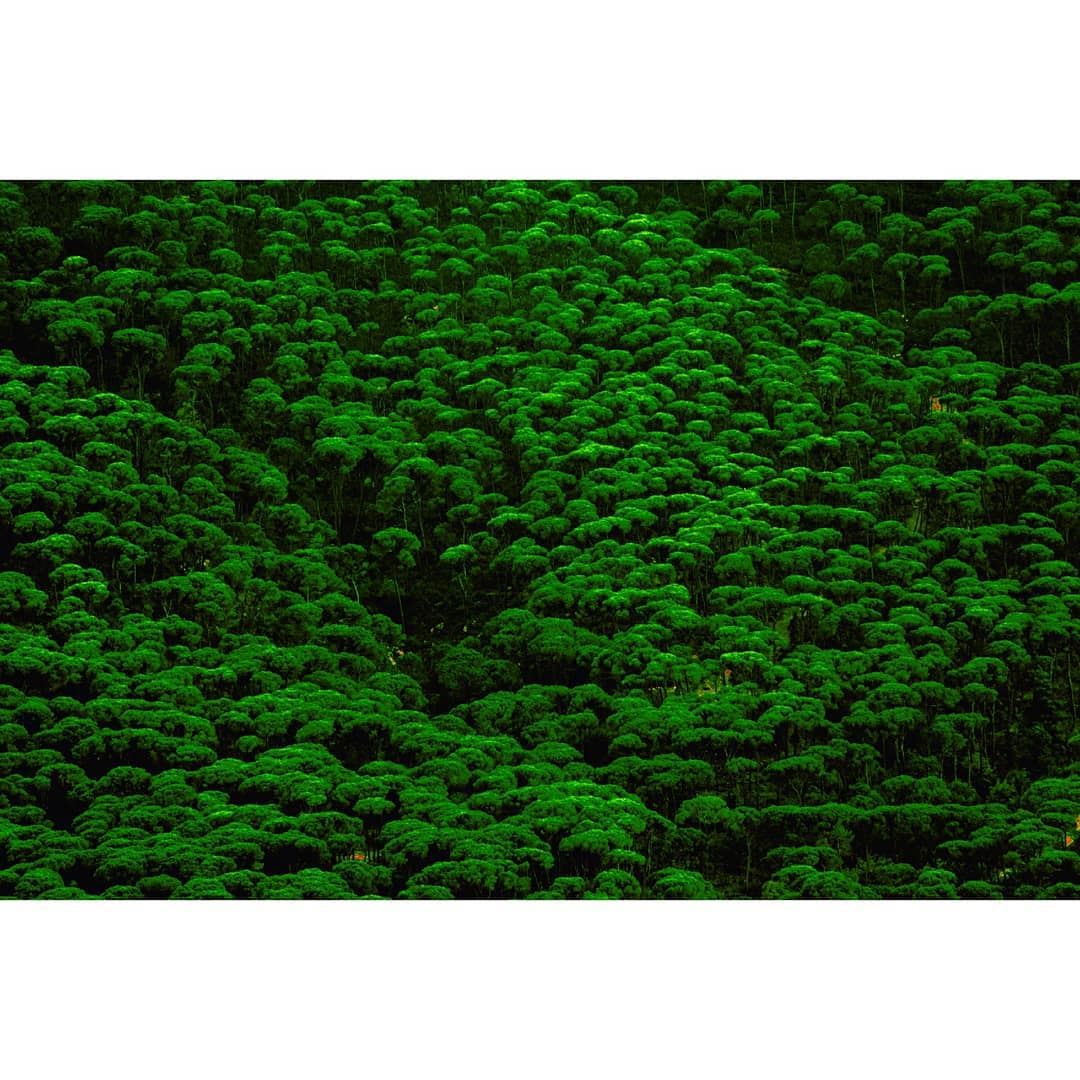 صنوبر جزين © Milad lamaa | pine trees | texture | 2017  pine  trees ...