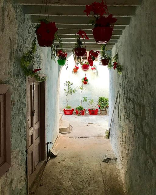 صور ❤️  tyr  southlebanon🇱🇧  flowers ... (Tyre)