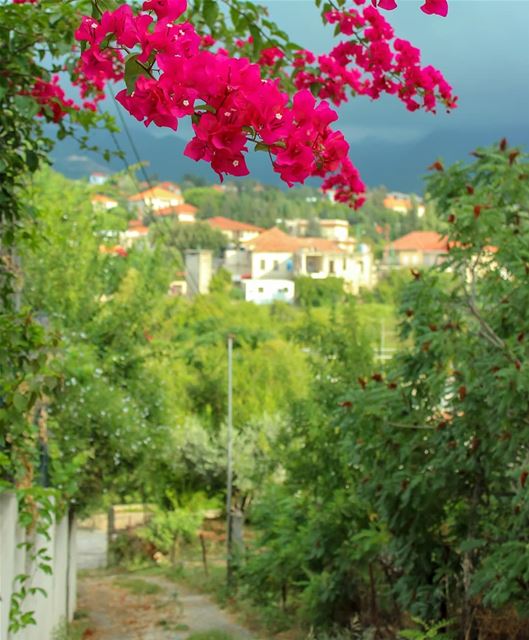 ضيعة 🌺Bonjouur ⛰ lebanon  beino  akkar  liveloveakkar  flowering  ... (Beïno, Liban-Nord, Lebanon)