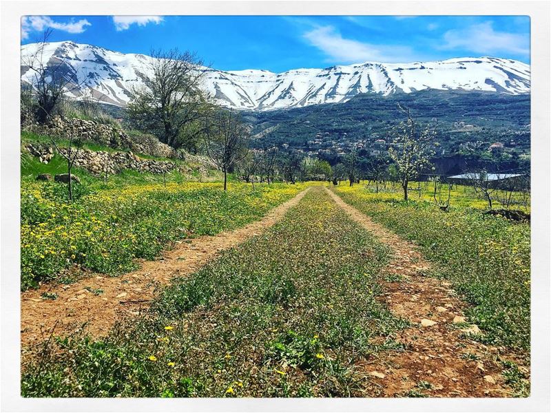  طريق_الناس_والنحل  bcharre  lebanon  spring ... (Bsharri, Lebanon)