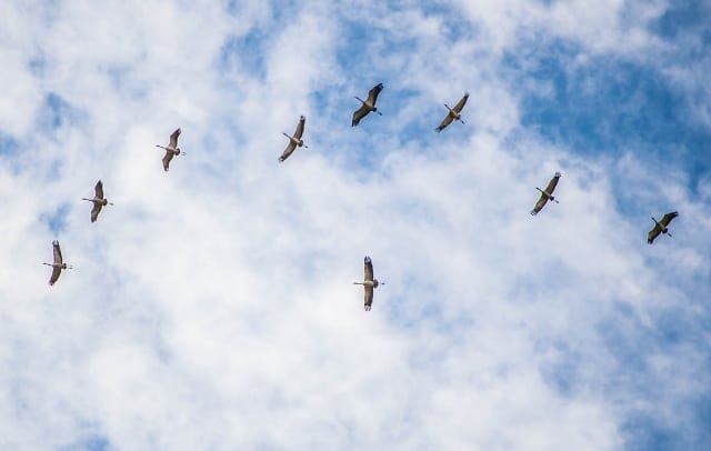 طيور اللقلق محلقة في أجواء حومين الفوقا - دعوها تعبر بسلام 💚  birds ... (Hoûmîne El Faouqa, Al Janub, Lebanon)