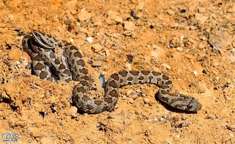 ظهور مبكر للأفاعي ... من مكان ما جنوب لبنان  snake  snakes  lebanon ...