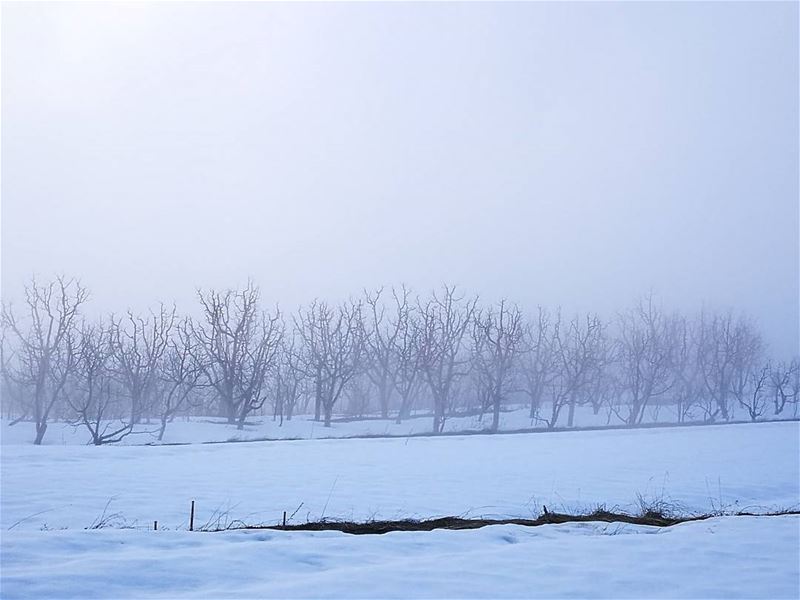 ع دروب الهوى مشاني حبيبي 💜 (Bekaa Kafra)