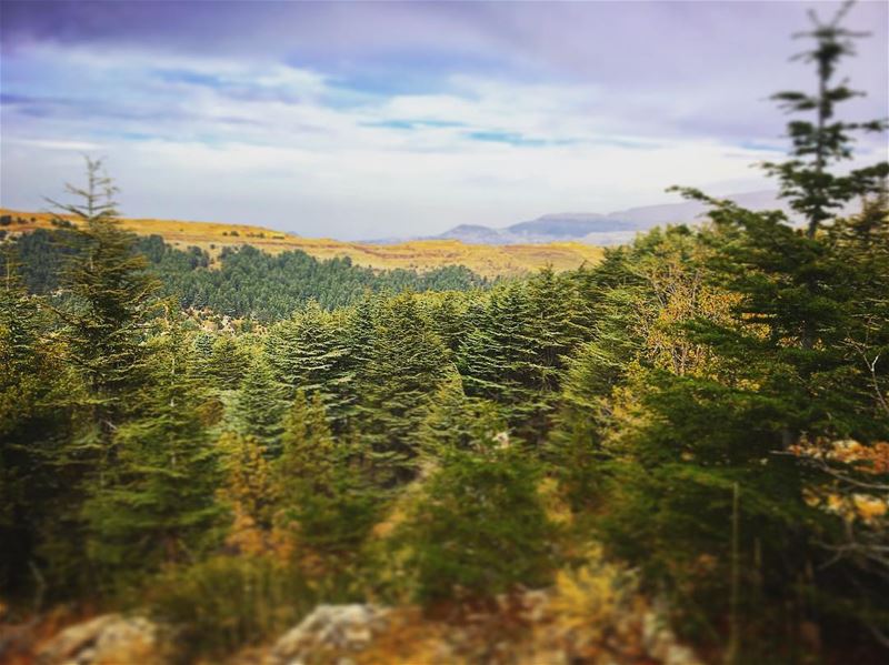 عإسمك غنيت عإسمك رح غني .. Happy Independence Day!  lebanon  tannourine ... (Lebanon)