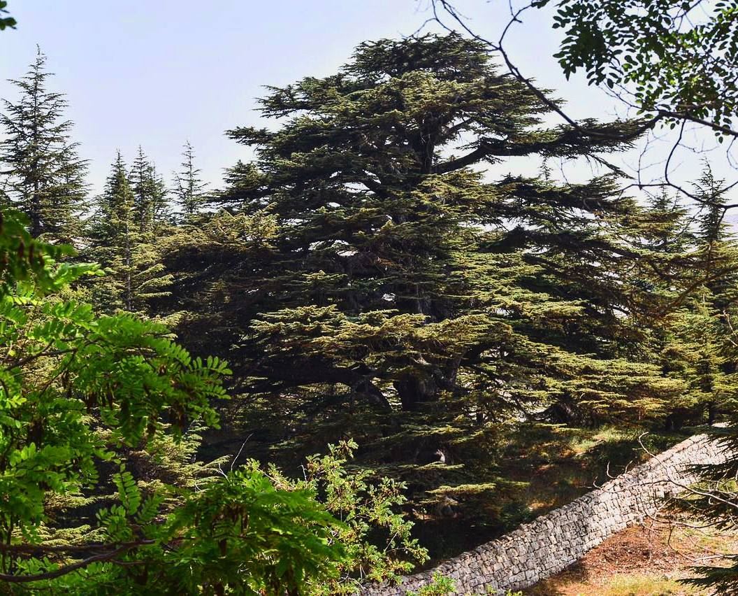 عالي يا أرز لبنان  ig_lebanon  livelovelebanon  lebanon  insta_lebanon ... (Cedars of God)