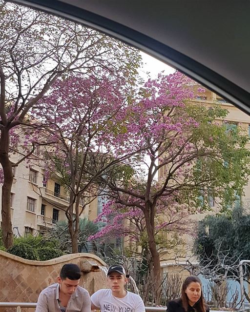 عندما يزهر الأمل...  ig_respect  ig_lebanon  insta_lebanon  ptk_lebanon ...