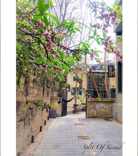 عَل البساطة .... HELLO  SPRING .....  myphoto  mycapture ...