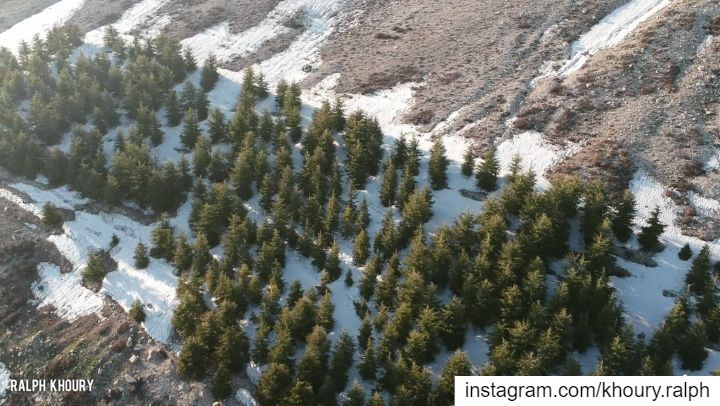 غابة ارز الشهداء 🇱🇧...  spring  forest  snow  lebanon  baskinta ... (Qanat Bakish, Mont-Liban, Lebanon)