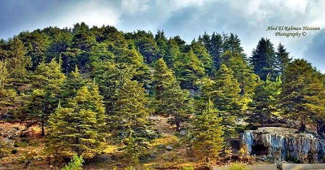 غابة مهيبة من شجر الشوح والأرز تعلو قرية جرد النجاص في أعالي جبال الأربعين/ (Bkaa Safreïn, Liban-Nord, Lebanon)