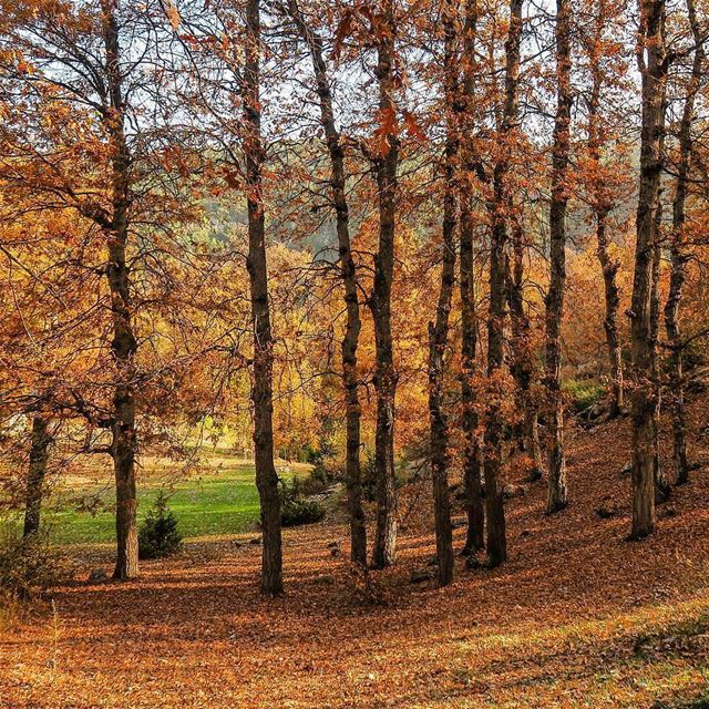  غابةالعزر  akkar northlebanon  lebanon villages forests naturephotography...