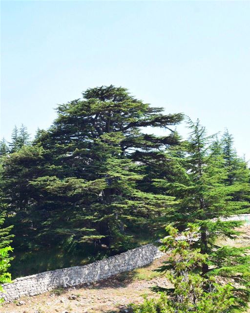 فجيعة هي الا تدرون؟ الموت حق و من حقنا ان نبكي على فقيد،من حقنا ان نفتقدك (Cedars of God)