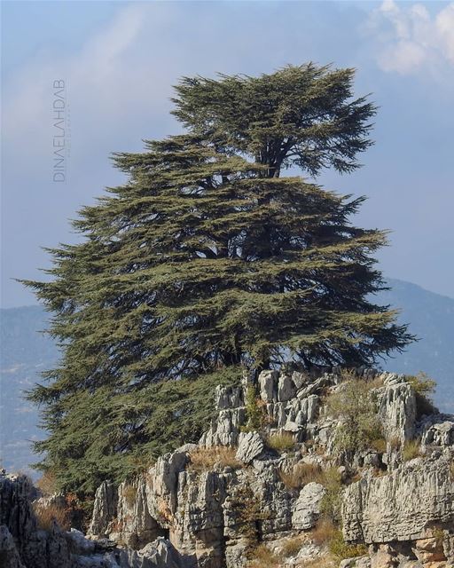 فخامة الأرزة 🇱🇧__________________ 961lens  naturephotography ... (Jaj, Mont-Liban, Lebanon)