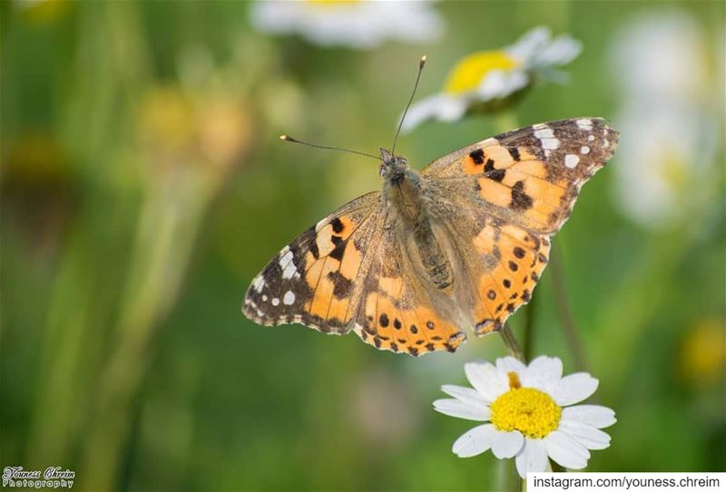 فراشة الفانيسا تحلّ ضيفة عزيزة في ربوع حومين الفوقا 😍🦋🦋🦋😍 butterfly ...