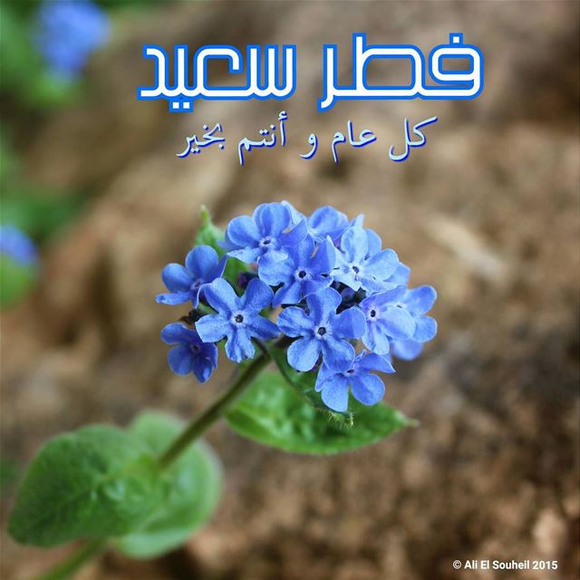 فطر سعيد.. كل عام و أنتم بخير happy eid fetr فطر_سعيد  عيد_الفطر  eid ...