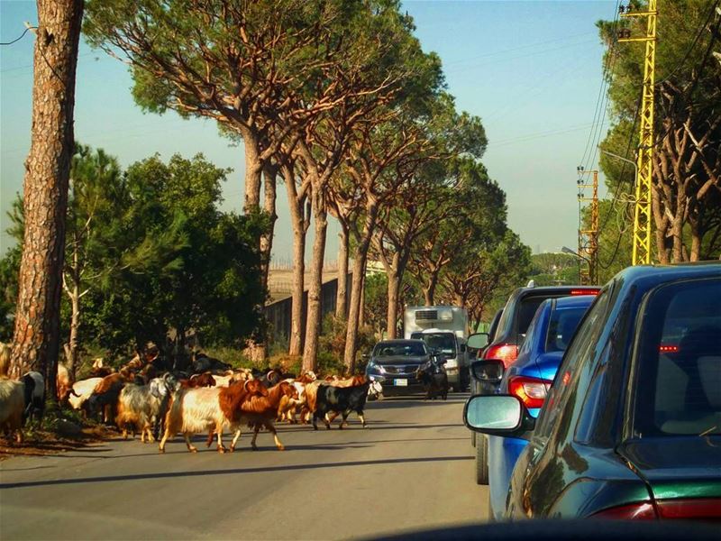 فقط في لبنان 🇱🇧 🐏🐑¦¦🚗🚘... (Aïn Saadé)