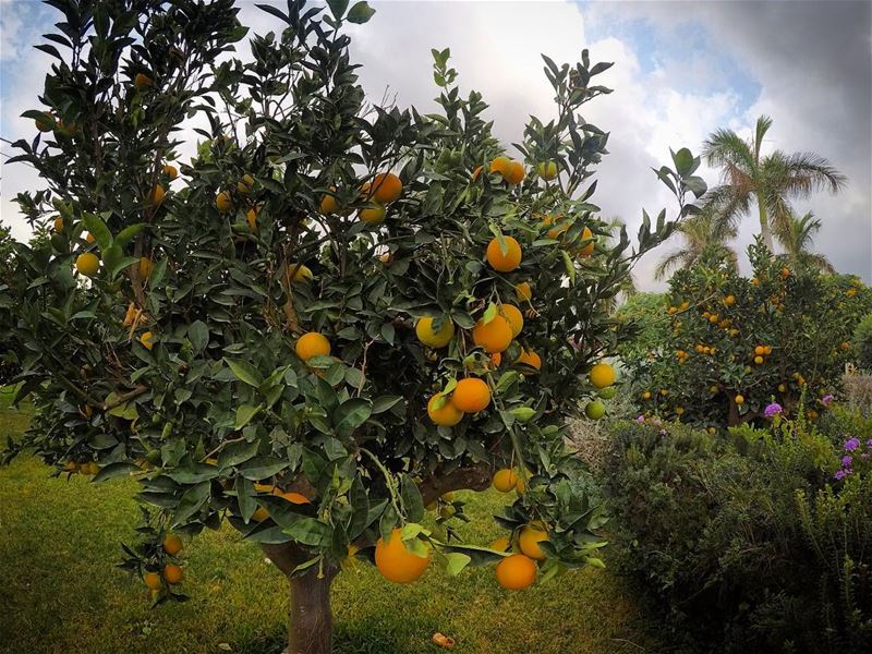 فوق غصنك يا لامونة 🍊 natureoftheplanet1  lebanoninapicture ... (Byblos - Jbeil)