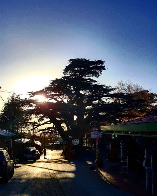 في ظل أرز بلادي 💙 ..... cedars  cedarsofgod  cedartree  cedarsforest... (Arz Bcharé)