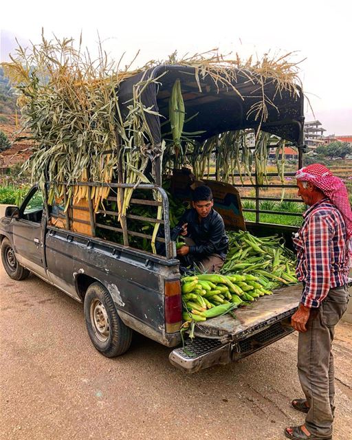  في_بلادي ذرة من انتاج القاع و البائع من بريتال و يباع في بشري .. هذا لبنان (Bcharreh, Liban-Nord, Lebanon)