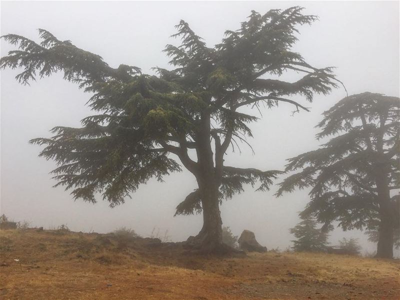  في_بلادي رجعت الشتوية .. الأرز يغفو على وسادة غيم ايلول Lebanon ... (Niha, Liban-Nord, Lebanon)