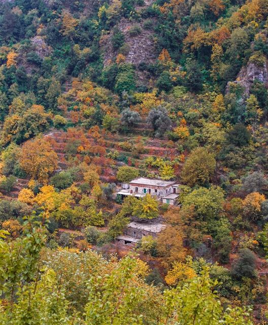  في_بلادي لخريف في وادي قنوبين حنان خاص lebanon  lebanese  liban ... (Wadi Qannubin, Liban-Nord, Lebanon)