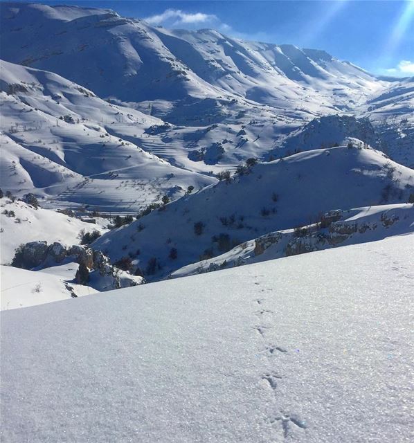  في_بلادي للحجال ممرات لا تعيقها الثلوج، من اعالي تنورين lebanon ... (Tannourine Cedars Nature Reserve)