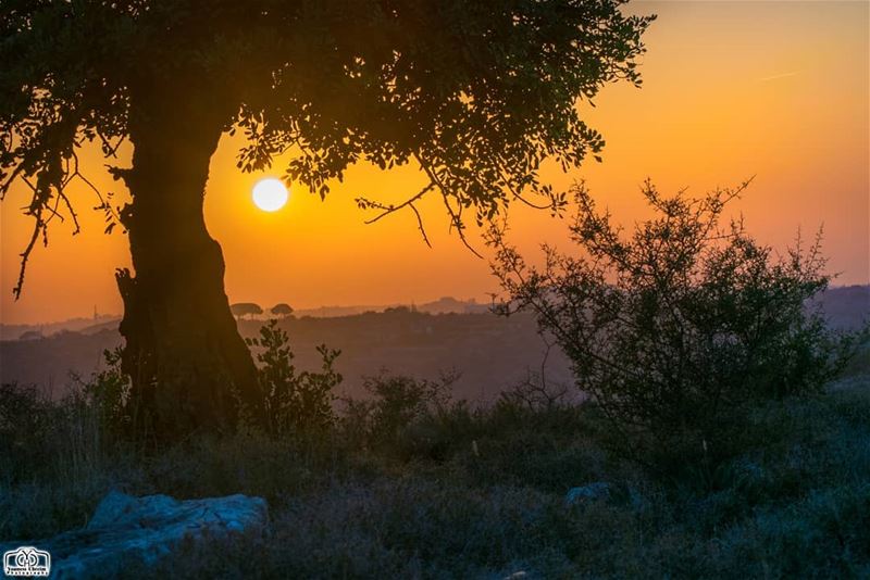 قبلة وداع على جبين الشمس 🌳🌞 sun  sunset  nature  tree  lebanon ... (Rumin, Al Janub, Lebanon)
