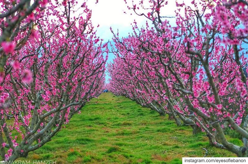 قلة من يفهم أن جنون الربيع إنما هو وليد حزن الخريف.🌸 Credits to @makram_ha (Beqaa Governorate)