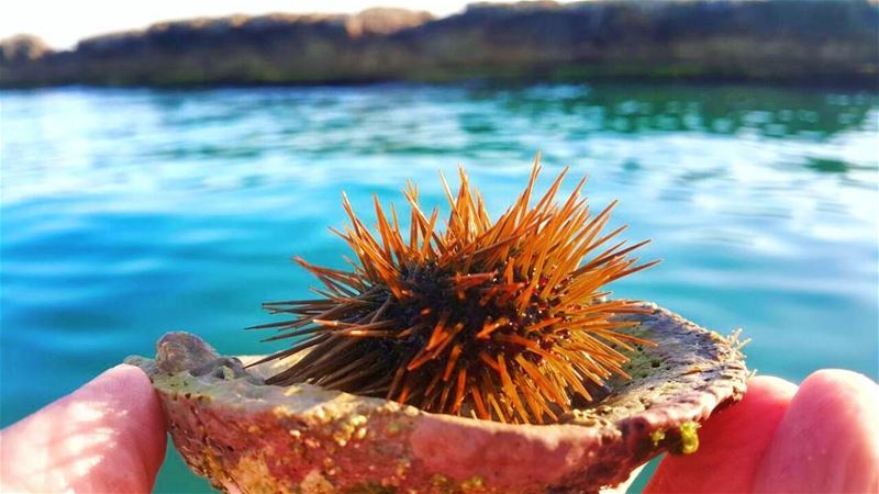  قنفذ_البحر 😍😇 oursin  sea_urchin  sea ... (Tyre, Lebanon)