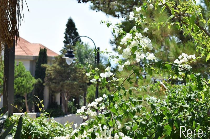 قوية قالوا، متمردة قالوا، طموحة قالوا،واضحة قالوا، و لكنني اضعف احياناً (El Mechref, Mont-Liban, Lebanon)