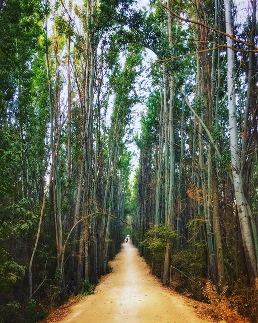 كبُرنا، كم كبُرنا..والطريقُ إلى الفرحِ لا يزال طويل.. fall  nature ... (Deïr Taanâyel, Béqaa, Lebanon)