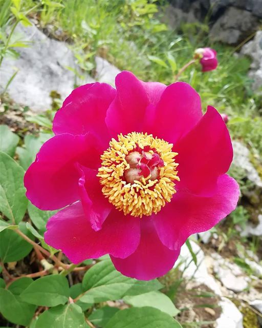 كفّ الدبّ 🌸 JabalMoussa  unescomab  unesco  biospherereserve ...
