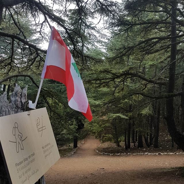 كلنا عالوطن🎶🎶🎶عفوا للوطن🎵🎵  ig_respect  instaamici  ig_lebanon ... (Al Shouf Cedar Nature Reserve)