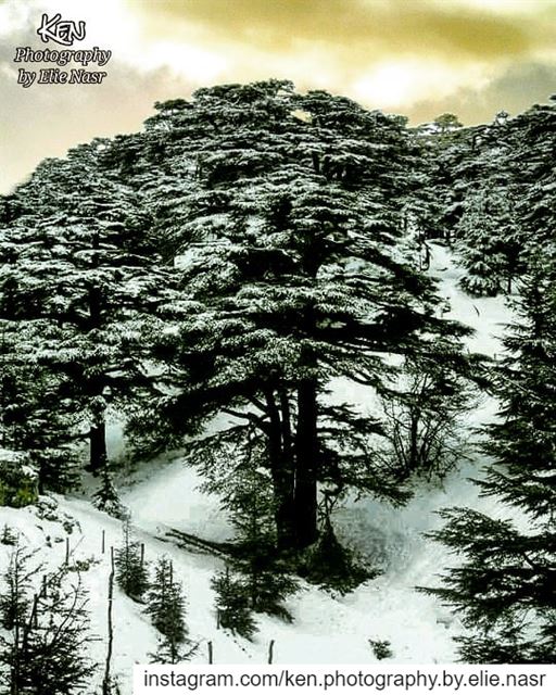 ...كم أرزة وكان إنك ما تهدى يوموهاك البطل هال متلك ولا لونقالوا إنقتل..... (The Cedars of Lebanon)