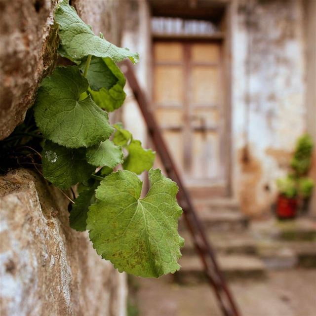 كما ينبت العشب .. بين مفاصل صخر🍀 ضيعة... lebanon  beino  akkar ... (Beïno, Liban-Nord, Lebanon)