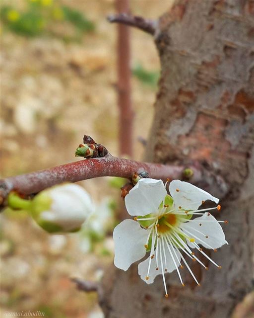 كن طيباً،، ولا تحاول اخبار احد انك طيب حاصبيا 👌 📷 🍃 🌳 🌸 hasbaya ...